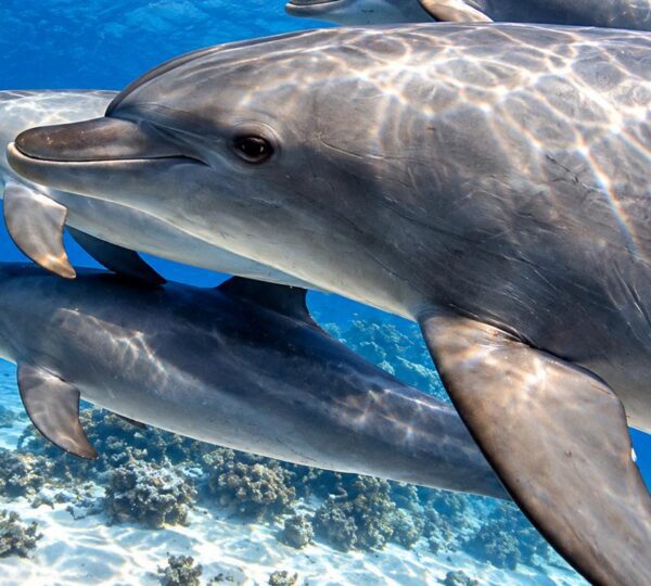 Close-up of three dolphins swimming together over the coral reef in the Red Sea, Hurghada