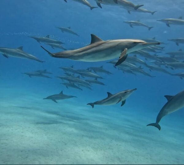 Pod of spinner dolphins swimming over a sandy seabed in the clear blue Red Sea