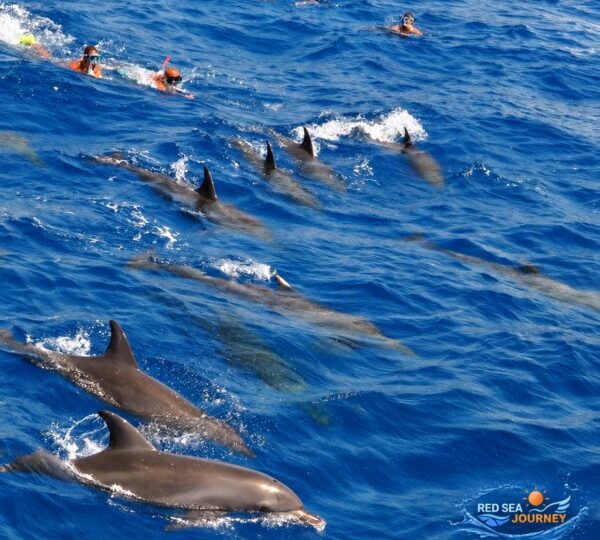 pod of dolphins swimming through the blue waters of the Red Sea, with snorkelers watching from the surface.