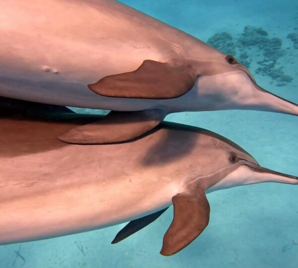 Two spinner dolphins swimming side by side over a sandy seabed in the Red Sea