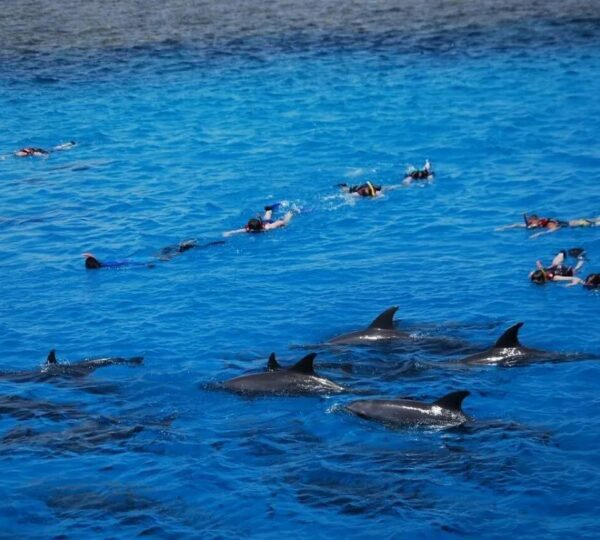 Group of snorkelers swimming near a pod of dolphins surfacing in the deep blue Red Sea