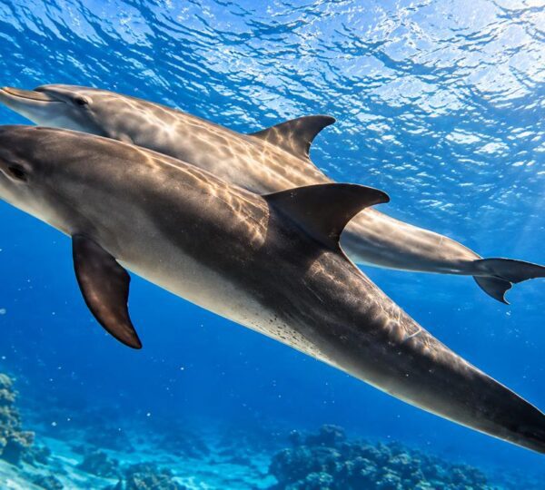 Two dolphins swimming over coral reef in the clear blue Red Sea in Hurghada