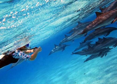 Dolphin House Snorkeling Trip
