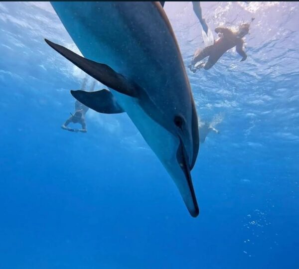 Close-up of a spinner dolphin swimming underwater with snorkelers at the surface above