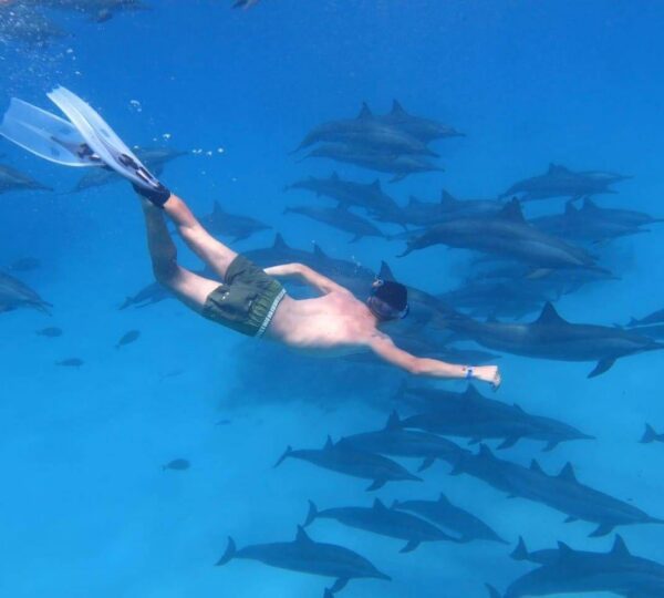 Freediver with fins swimming among a large pod of spinner dolphins in the Red Sea