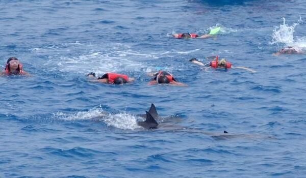 Snorkelers in life vests swimming alongside wild dolphins in the Red Sea