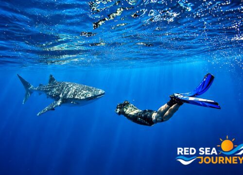 Full-Day Boat Diving & Snorkeling Trip