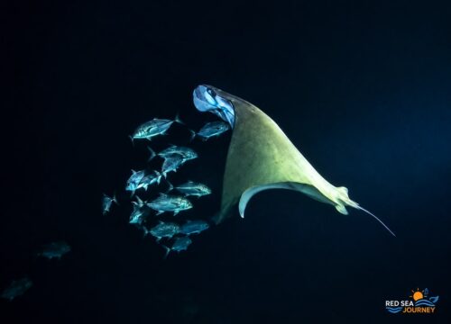 PADI Night Diver Specialty Certification