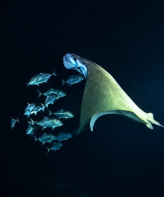 PADI Night Diver Specialty Certification